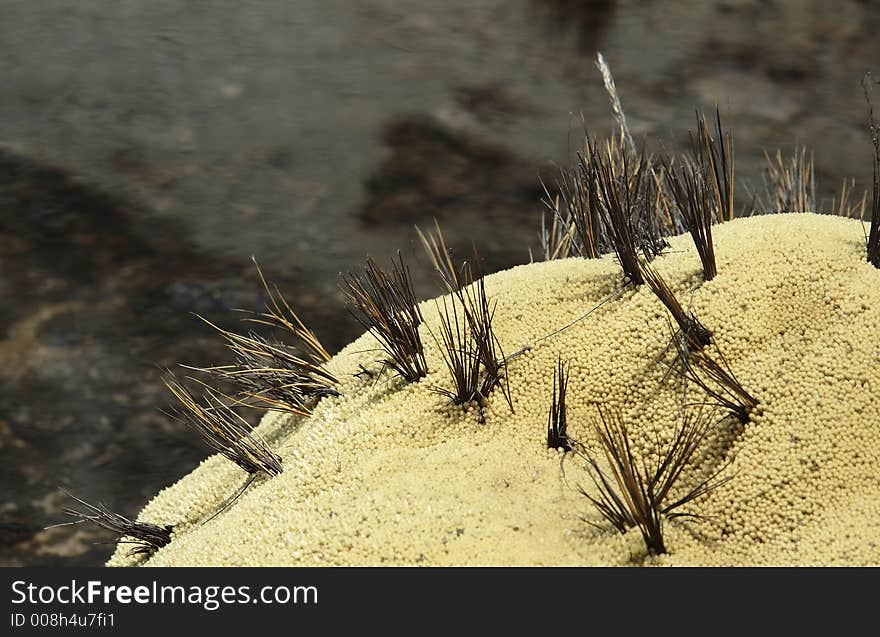 Moss and grass