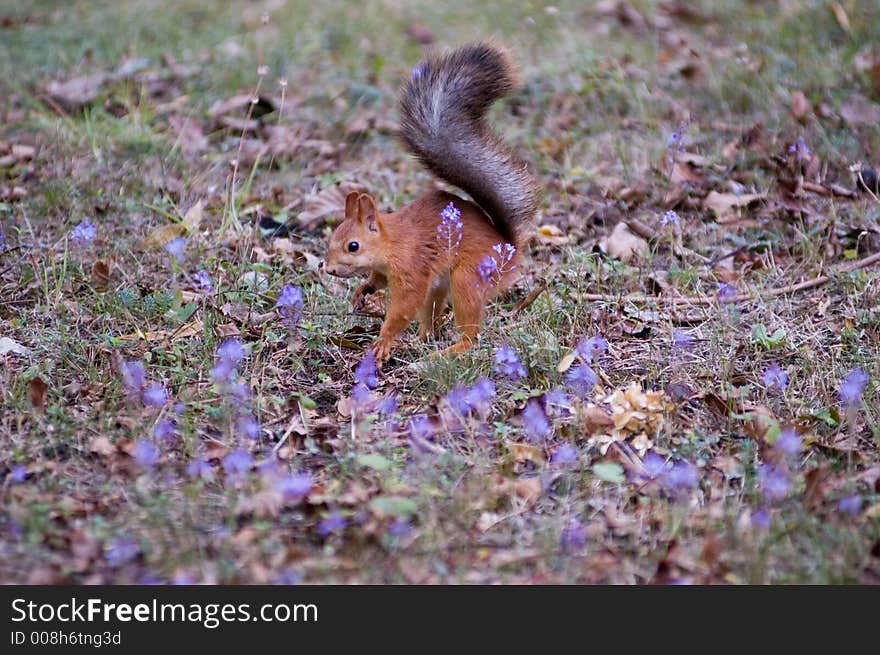 Squirrel