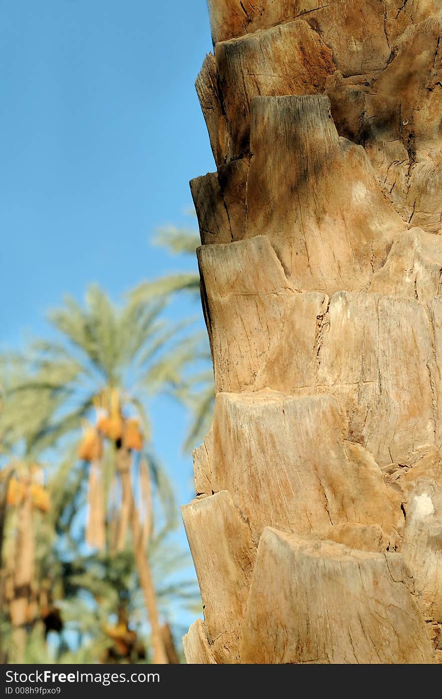 Closeup of palm tree trunk, date palm over blue sky behind. Closeup of palm tree trunk, date palm over blue sky behind