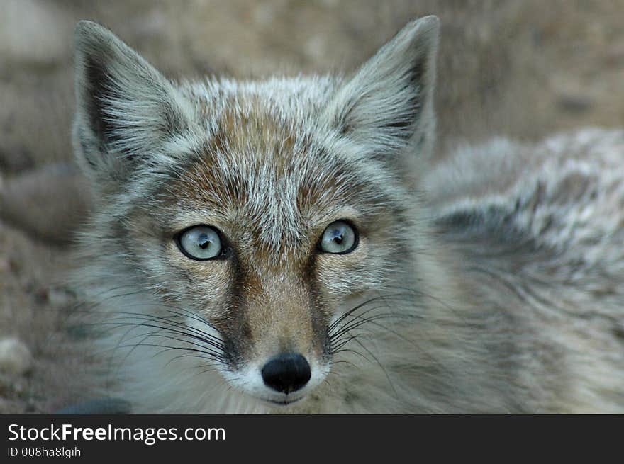 Head of a smart fox. Head of a smart fox