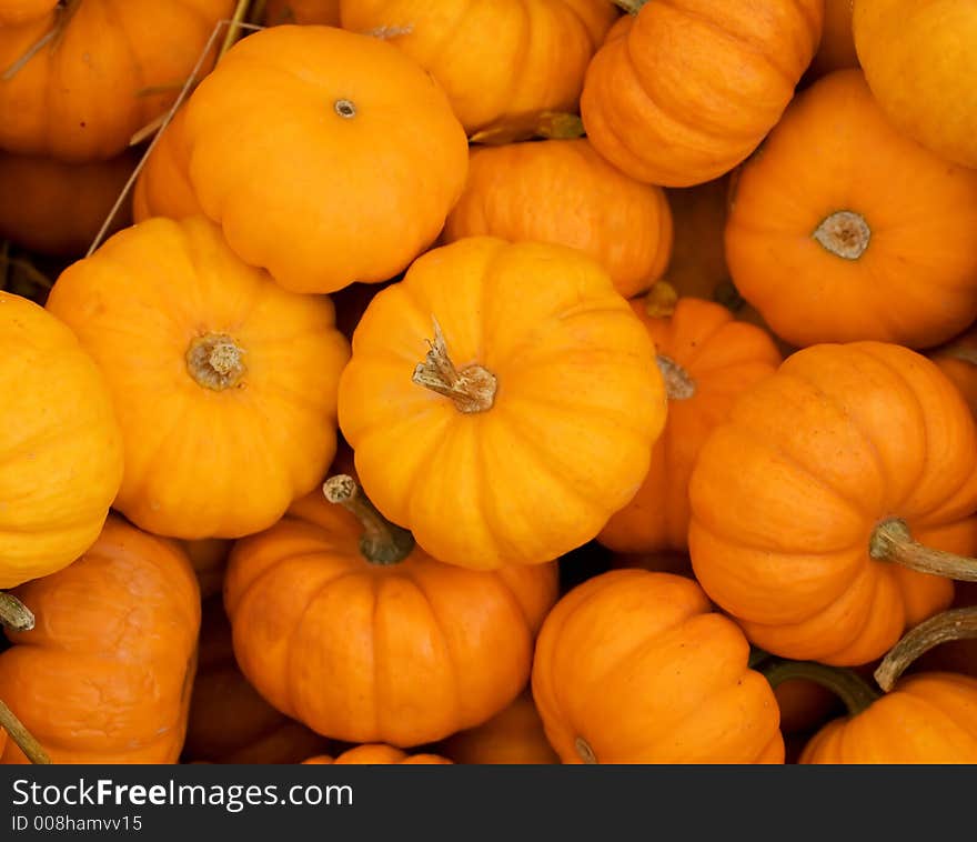 Background of orange small pumpkins