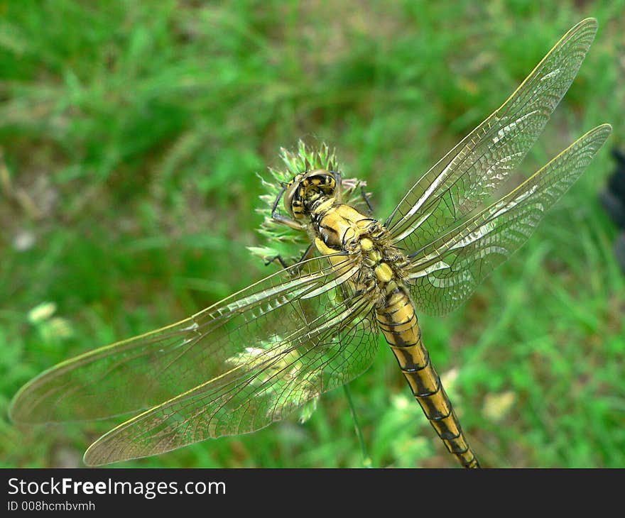 Dragondly on grass with great wings and tail. Dragondly on grass with great wings and tail