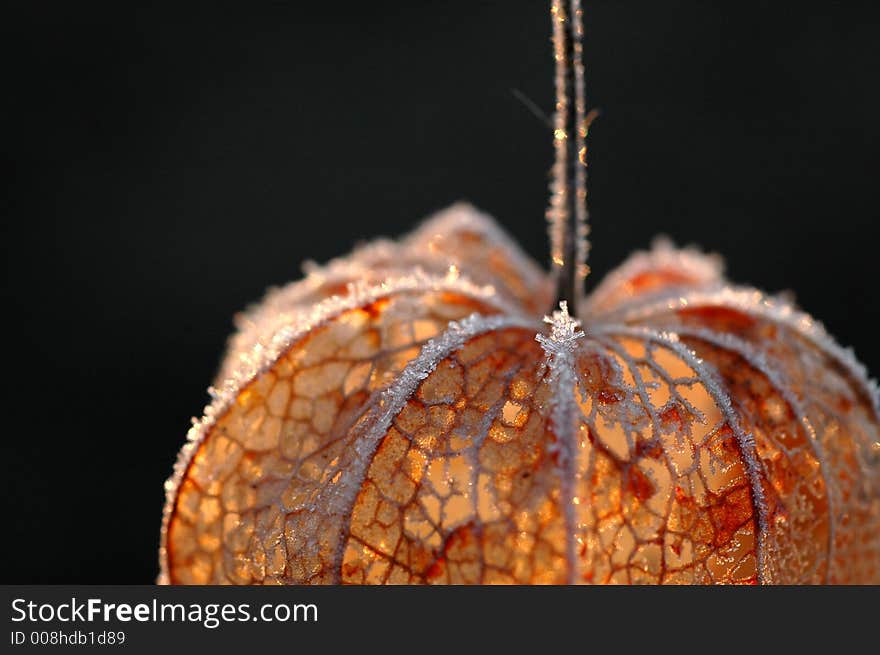 Frosted physalis