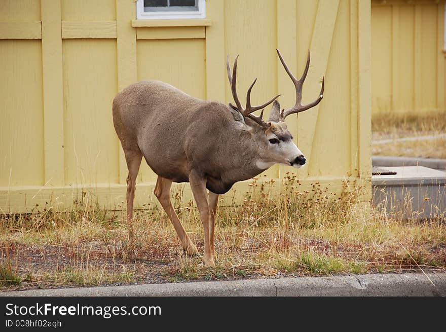 Dear in front of the Dorms. Dear in front of the Dorms