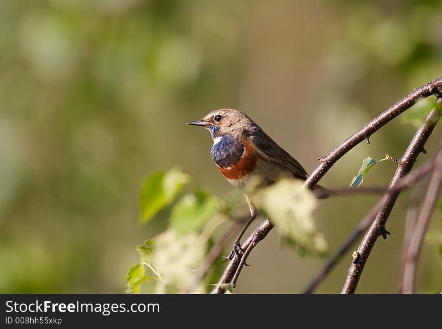 Bluethroat (Luscinia svecica) on tree