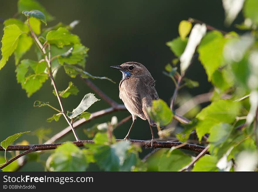 Bluethroat (Luscinia svecica) on tree