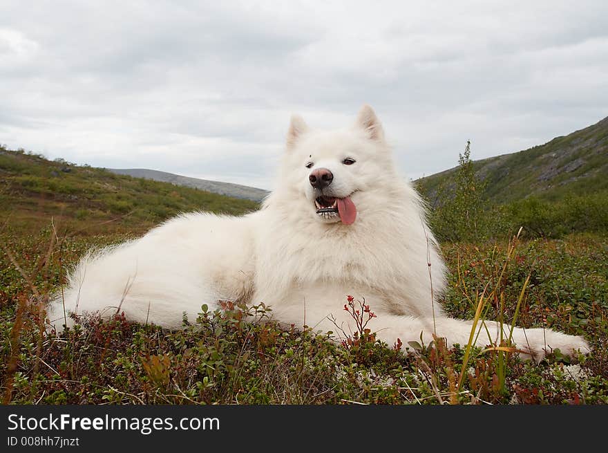 Samoed in the Khibiny Mountains