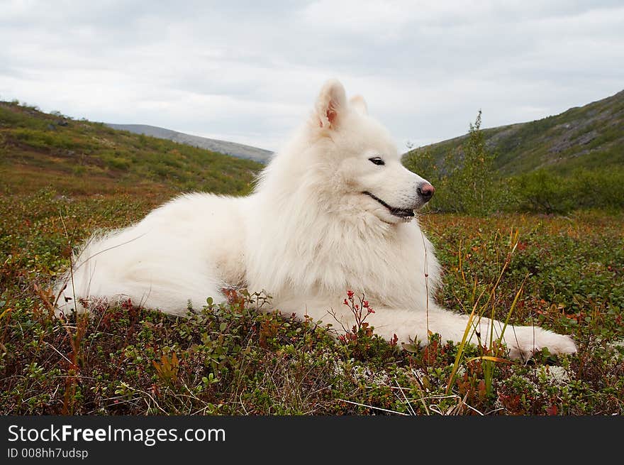 Samoed In The Khibiny Mountains