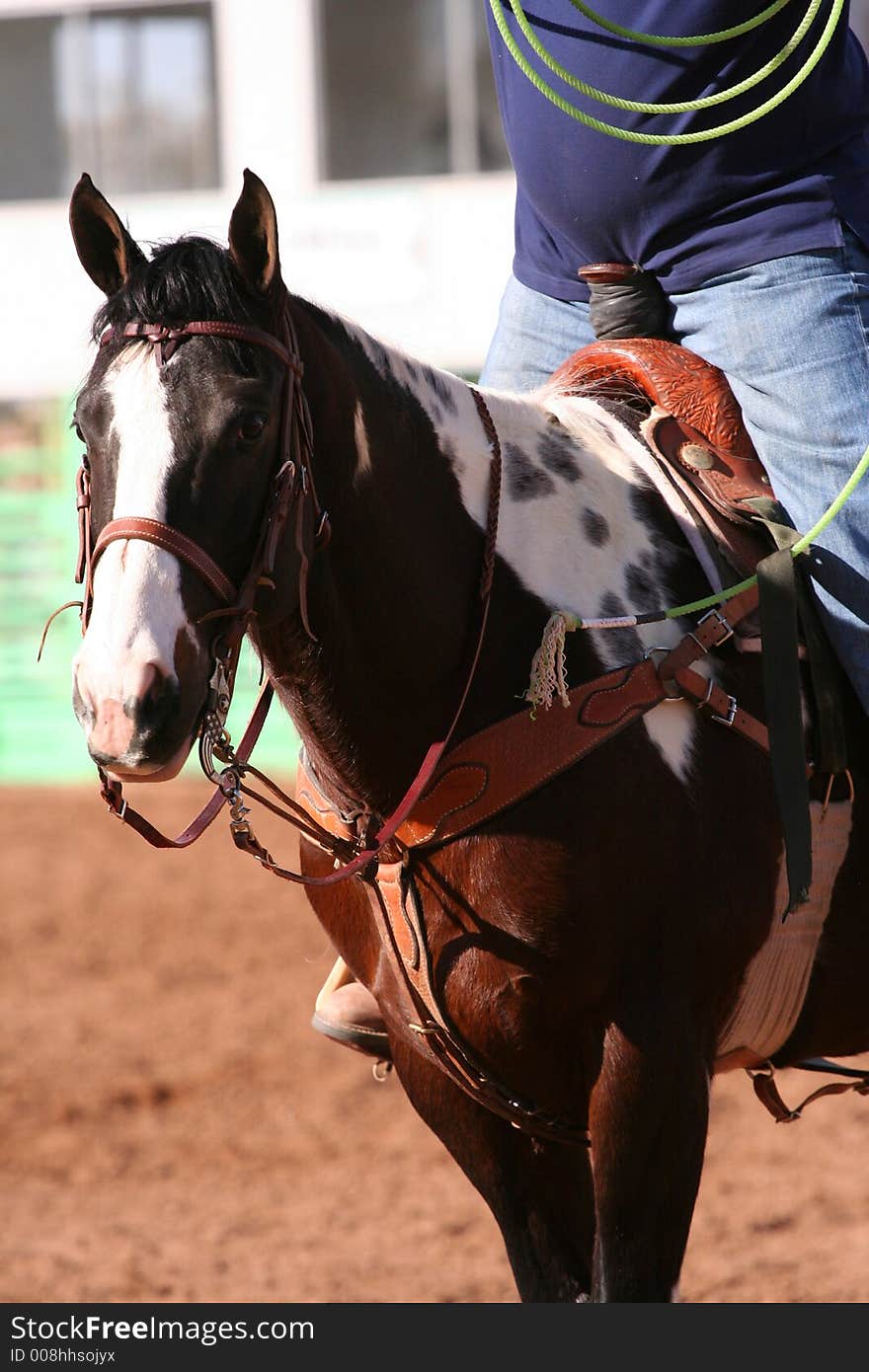 Roping paint horse at event