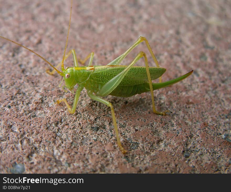 Grasshopper is waiting on concrete background