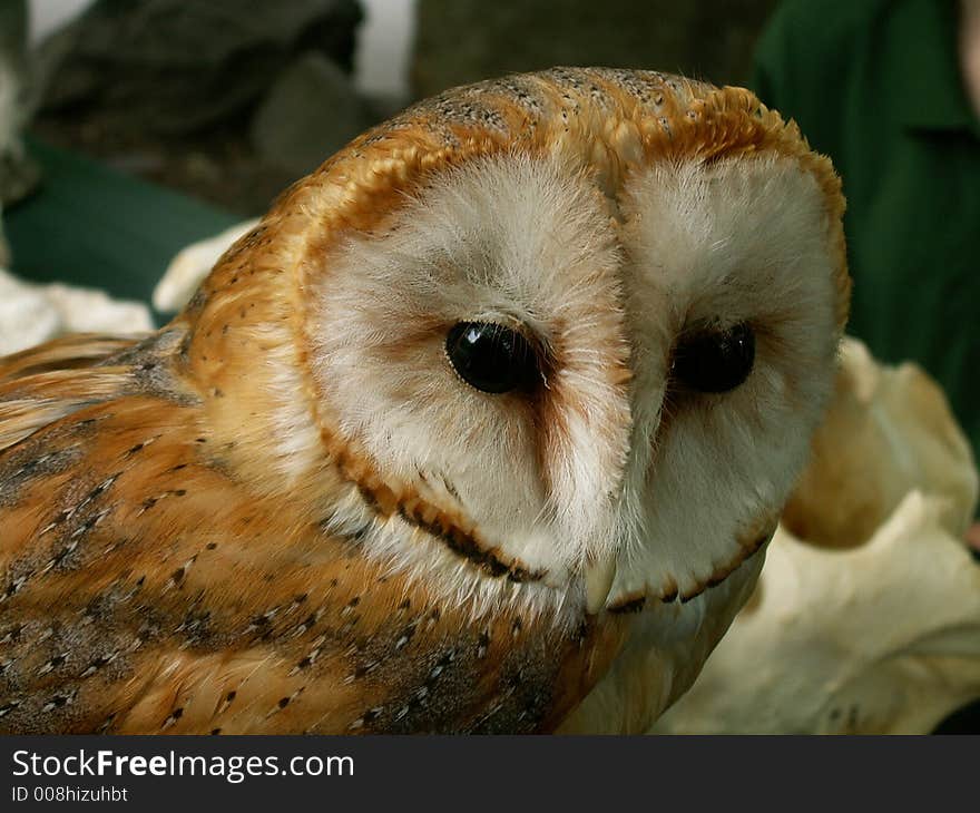 Head of beatiful owl in ZOO