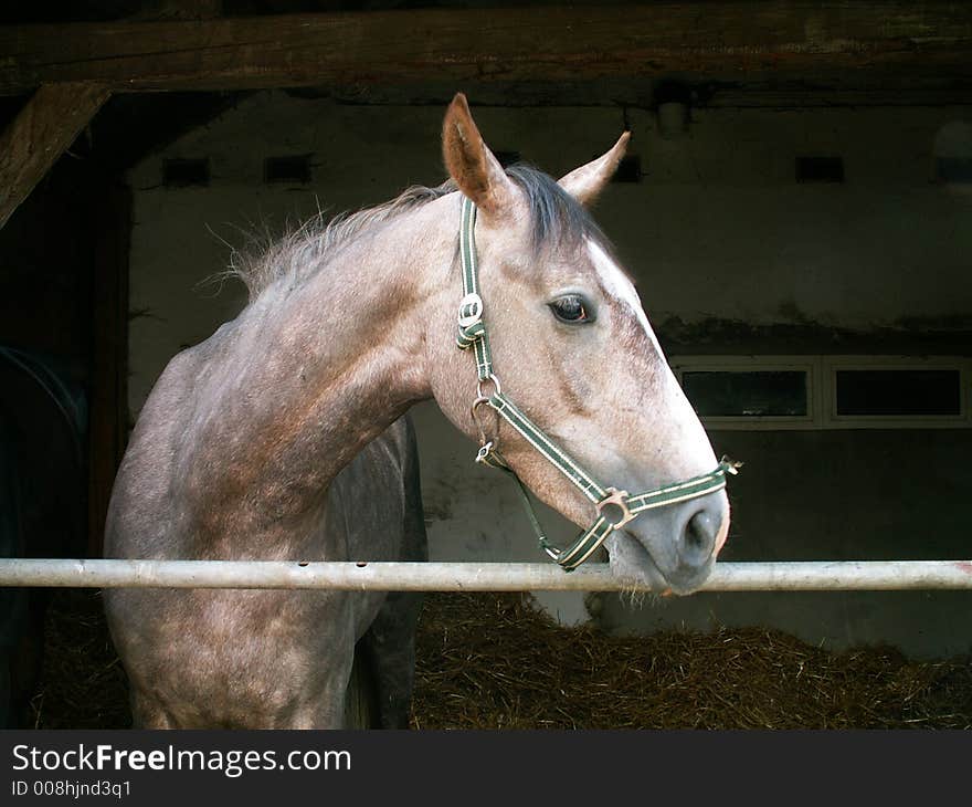 The head of brown horse