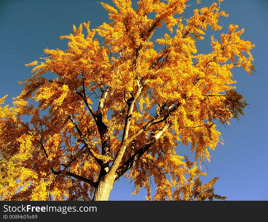 Fall foliage in splendid color. Fall foliage in splendid color