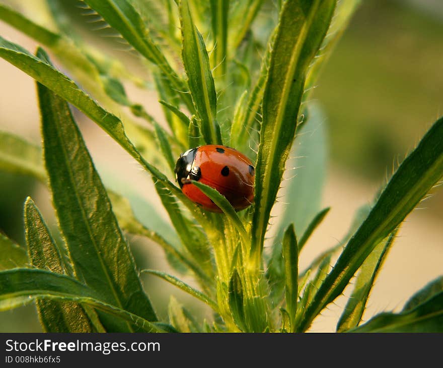 Red ladybird on the green leaf