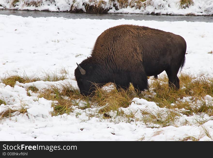 Bison grazing in the snow. Bison grazing in the snow