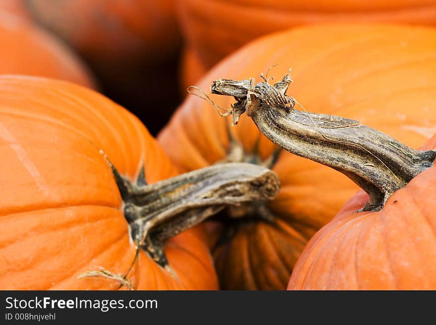 Orange pumpkins (focus on the right one)