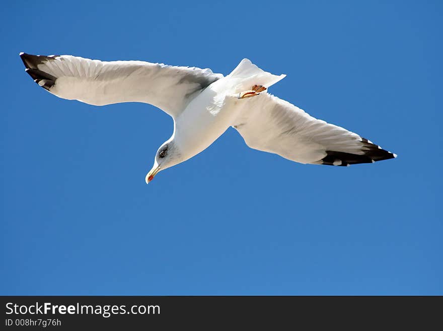 Seagull