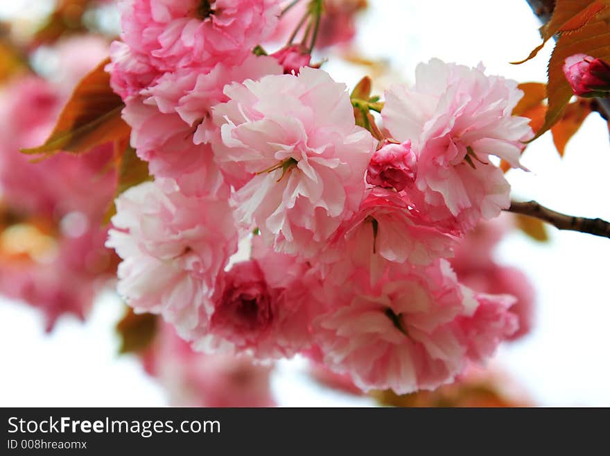 Bunches of Pink