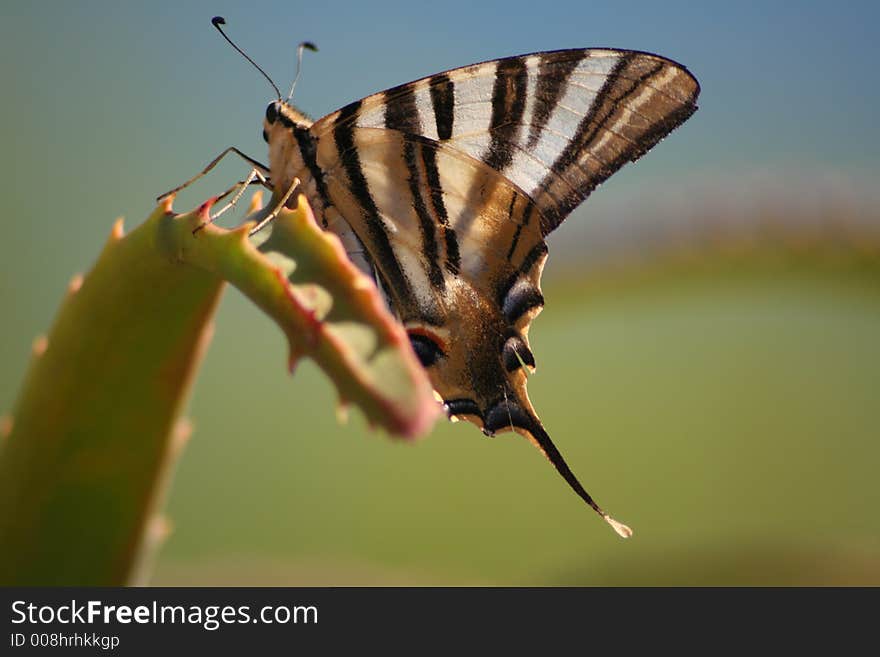 Tiger Butterfly