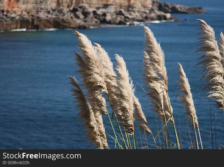 Coastal Vegetation under the wind forces, motion blur