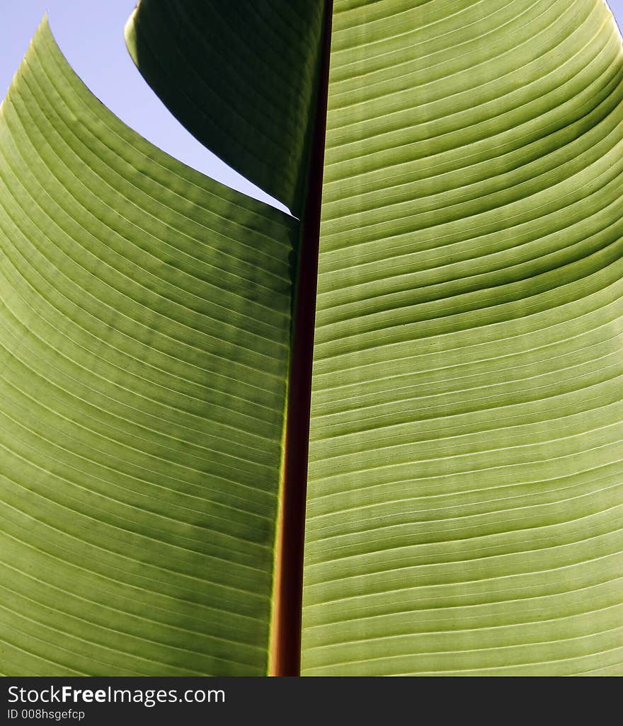 Large leaf, picture taken in Asia. Banana leaf.