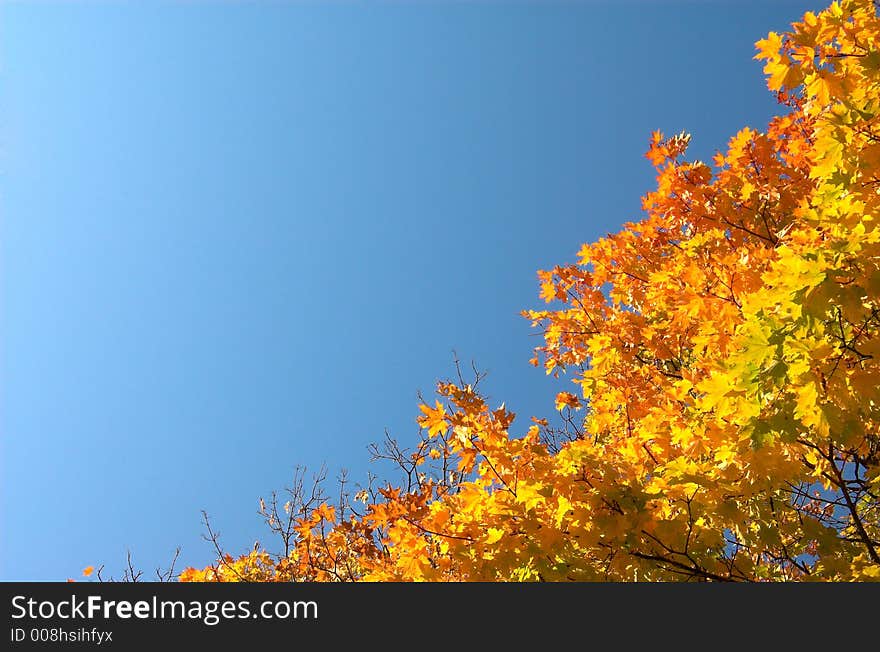 Autumn orange maple leaves diagonal