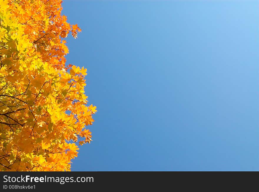 Autumn orange maple leaves left