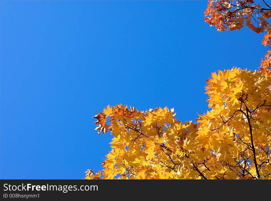 Autumn orange maple leaves diagonal. Autumn orange maple leaves diagonal