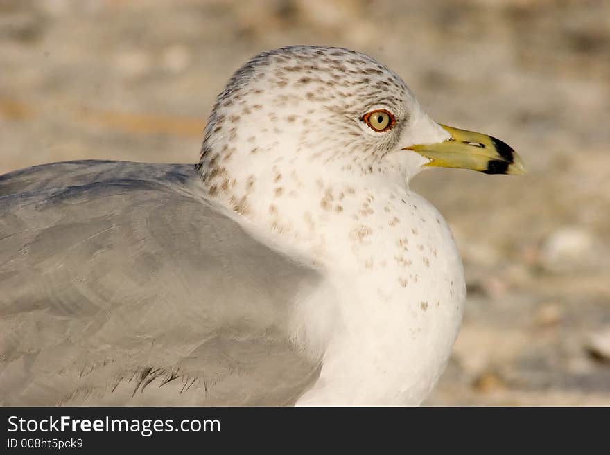 Close-up of a Ring-billed Gull