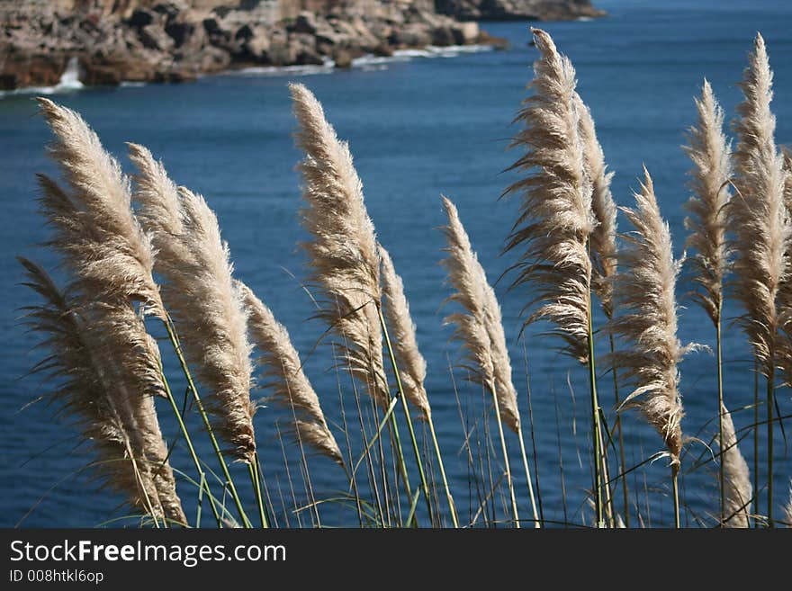 Coastal Vegetation