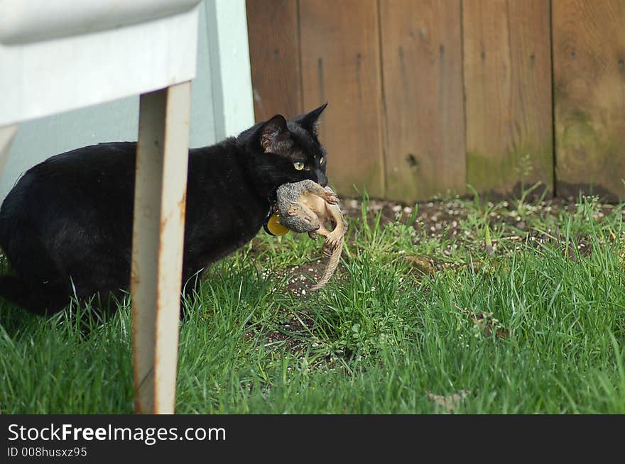 Cat Rescues Baby Squirrel