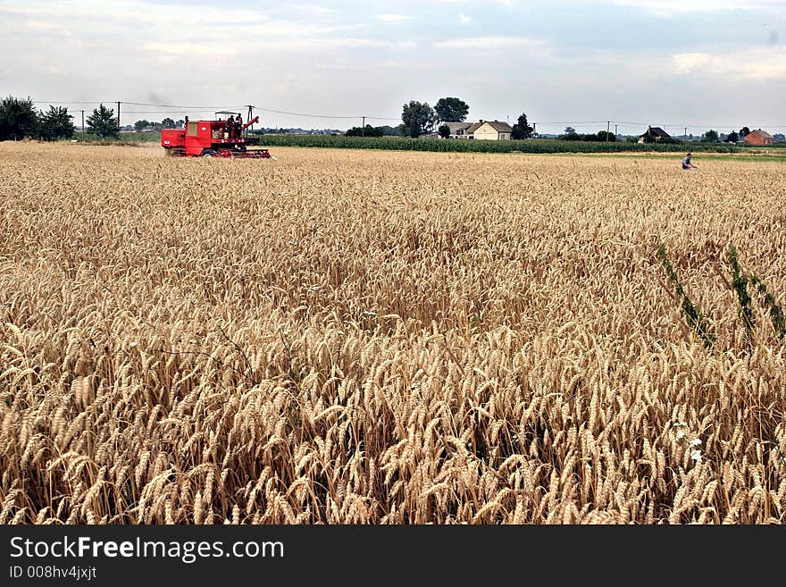 Ripe ears of wheat with farms and combine harvester in the background