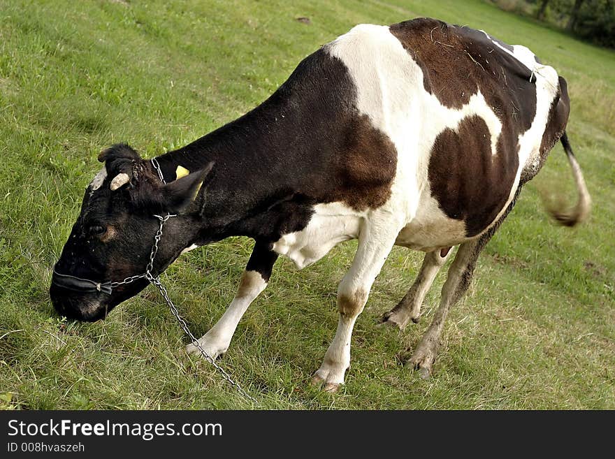 Cow