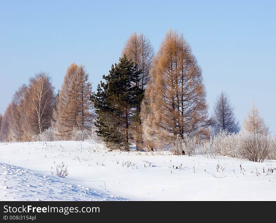 Frosten trees blue sky at background. Frosten trees blue sky at background