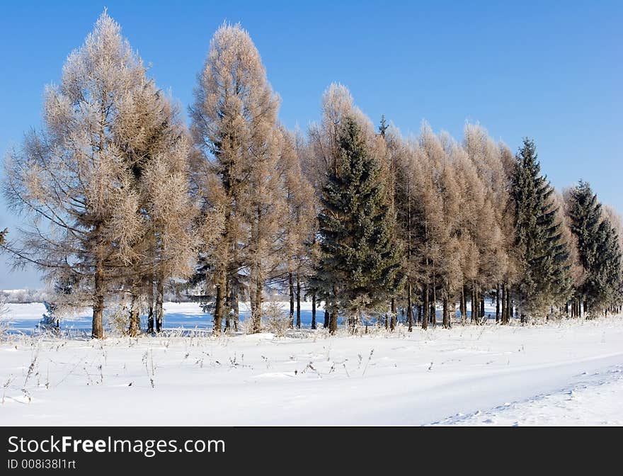 Frosten trees with clear blue sky at bacground