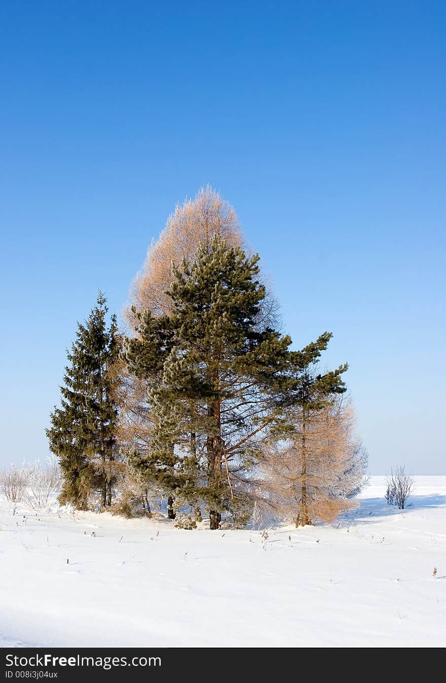 Frosten trees blue sky at background. Frosten trees blue sky at background