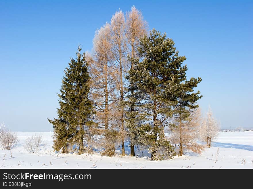 Frosten trees blue sky at background. Frosten trees blue sky at background