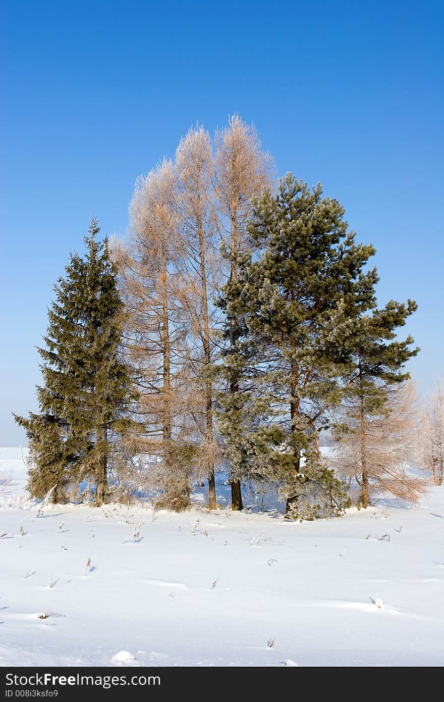 Frosten trees, Winter landscape