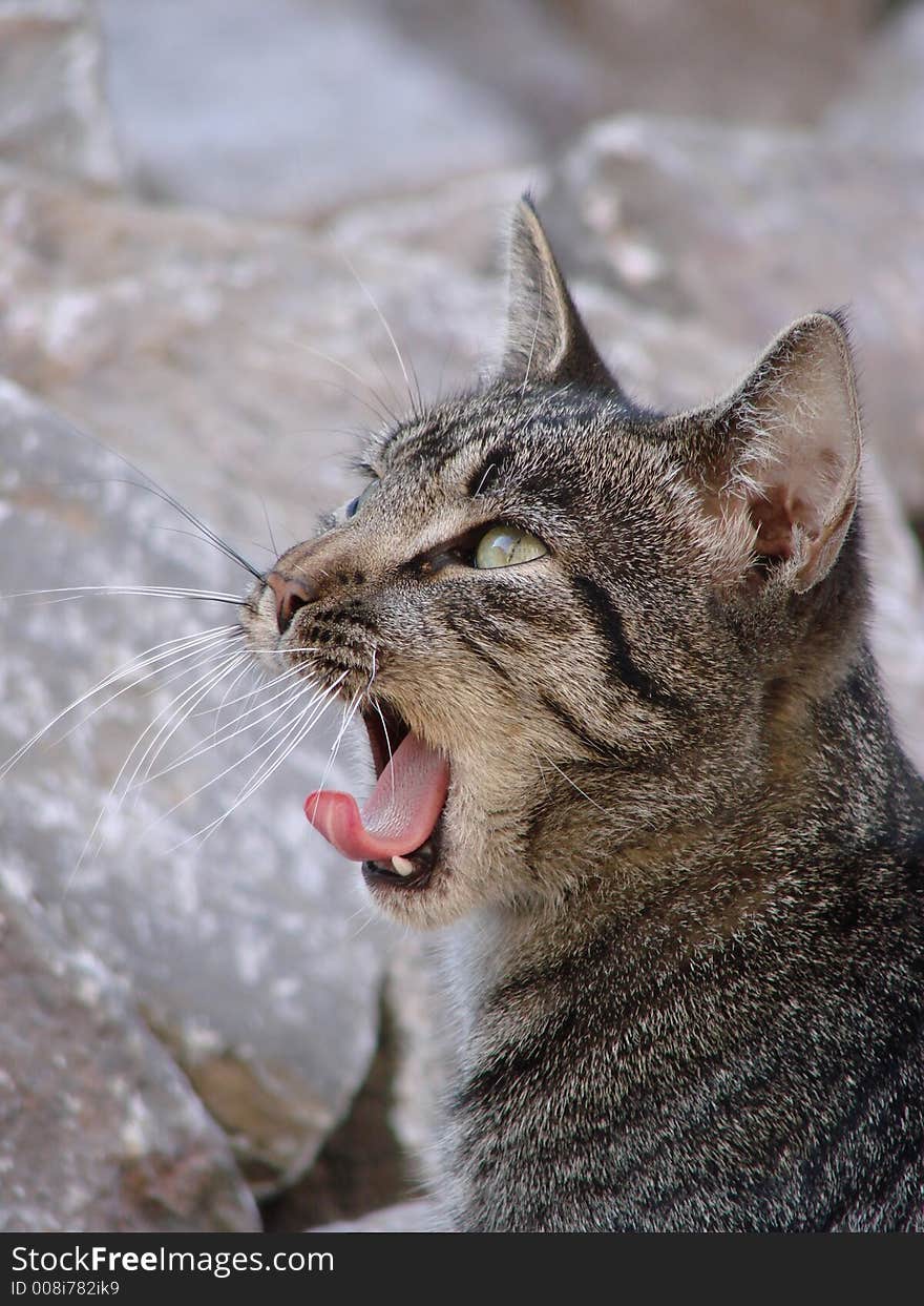 The cat was made a loud yawn.