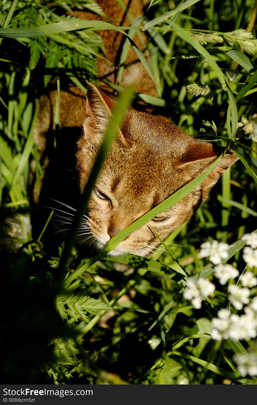 Cat in the grass