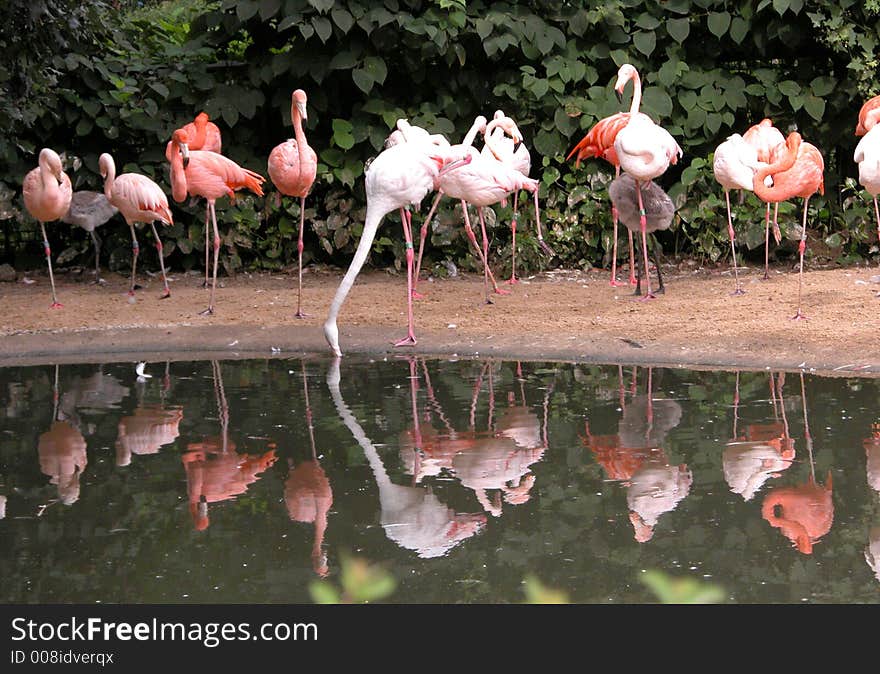 Flamingos reflected on the small lake  captured at a zoo.