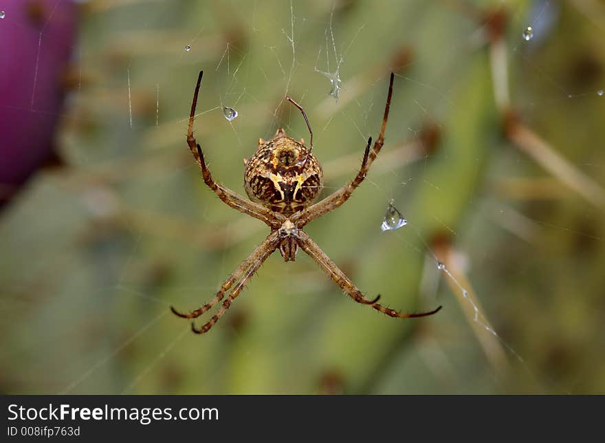 A close up of a spider and web