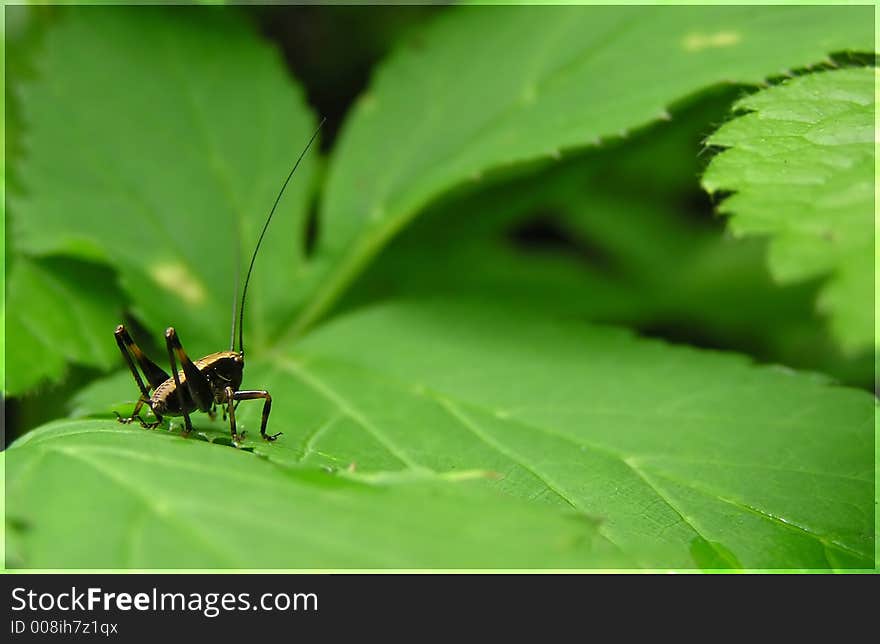 Grasshopper on e leaf in a forest. Grasshopper on e leaf in a forest