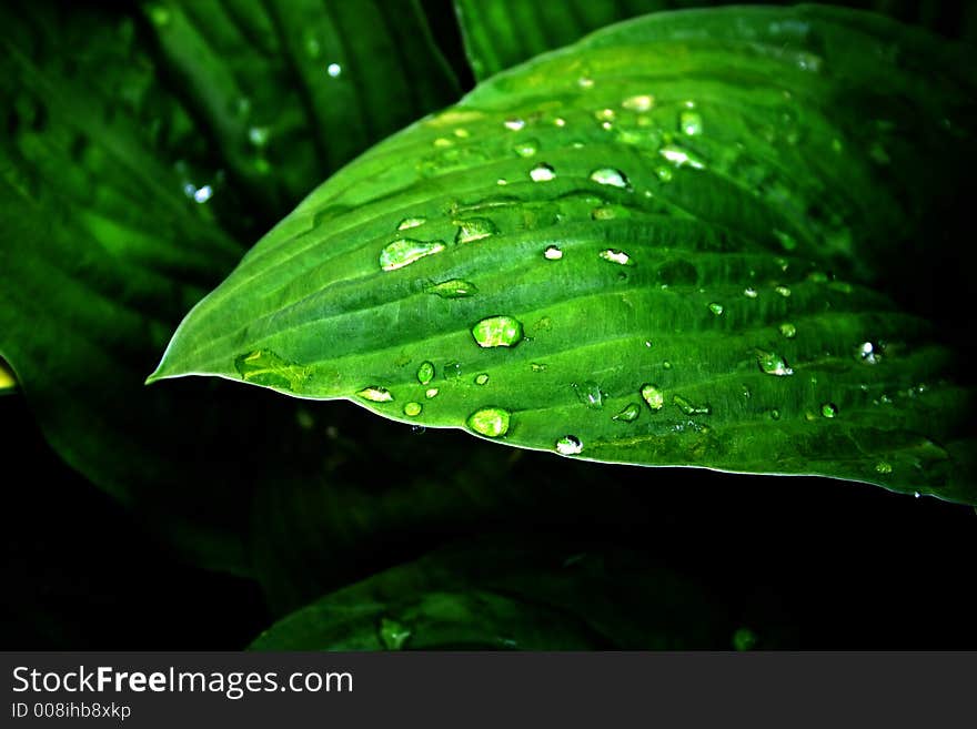 A Hosta Plant shot after rain fall