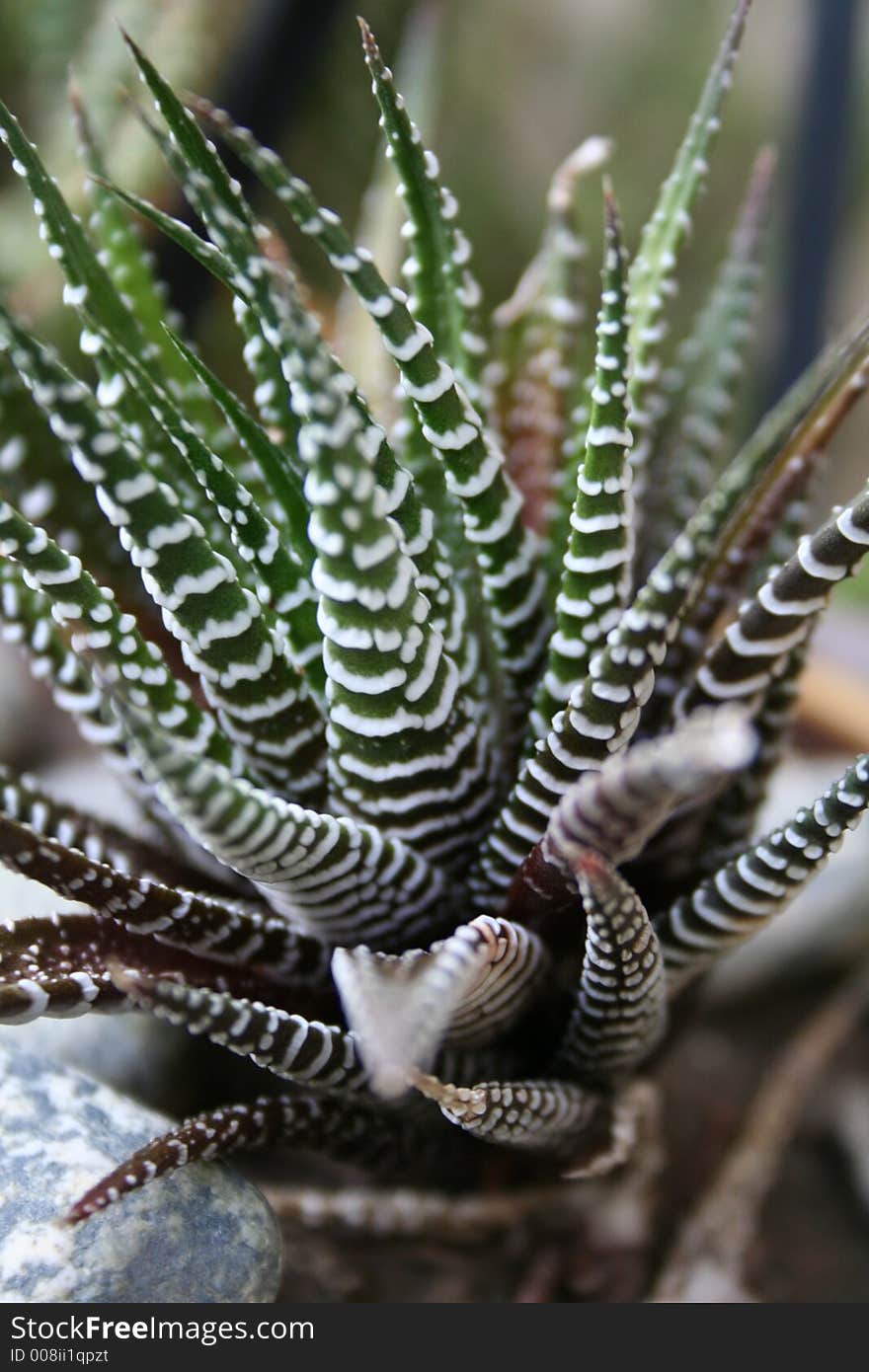 Detailed closeup of a plant, out door, day light.