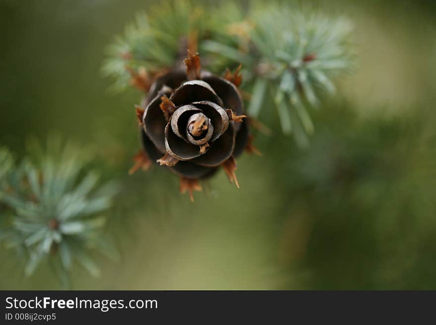 Branch With Christmas Pine Cone