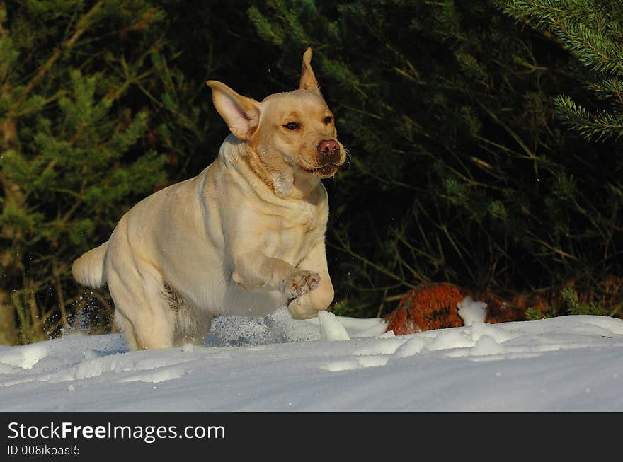 labrador retrievr playing in snow. labrador retrievr playing in snow