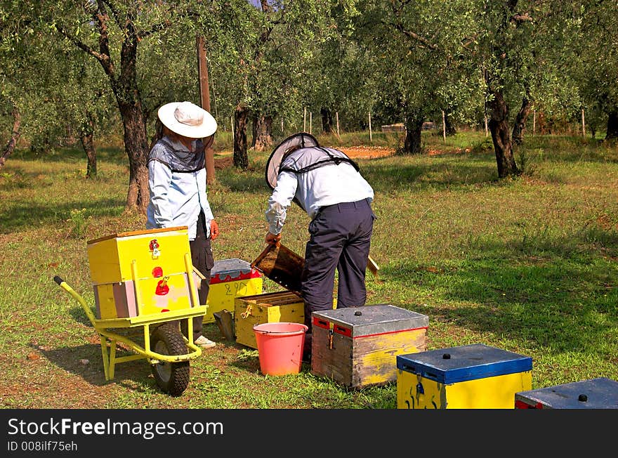 Bee boxes and  bee keepers 3