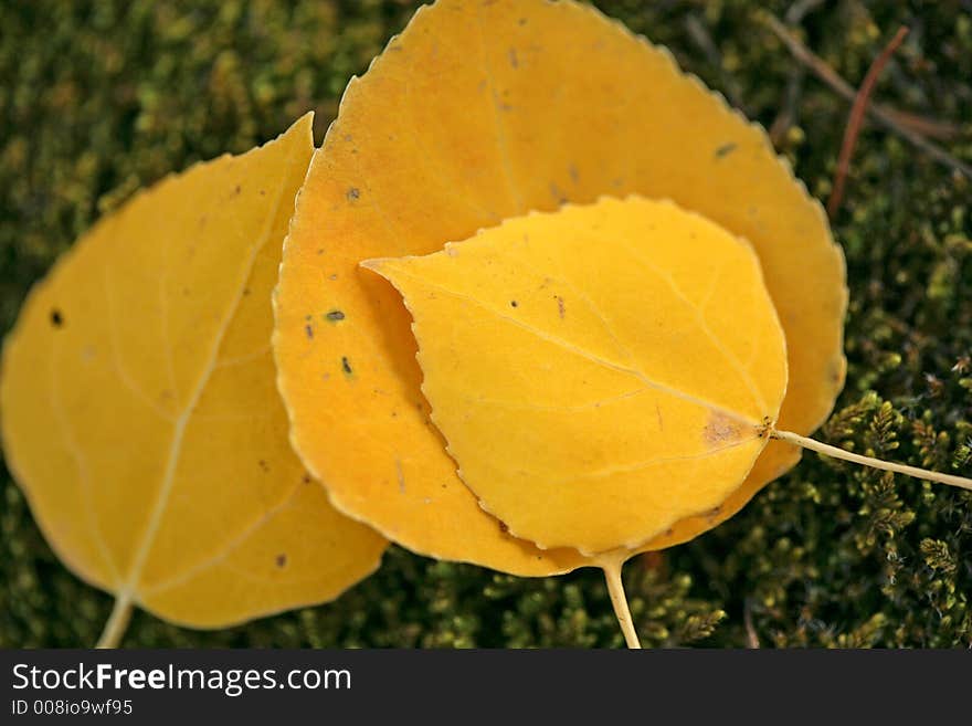 Three yellow aspen leaves against moss. Three yellow aspen leaves against moss