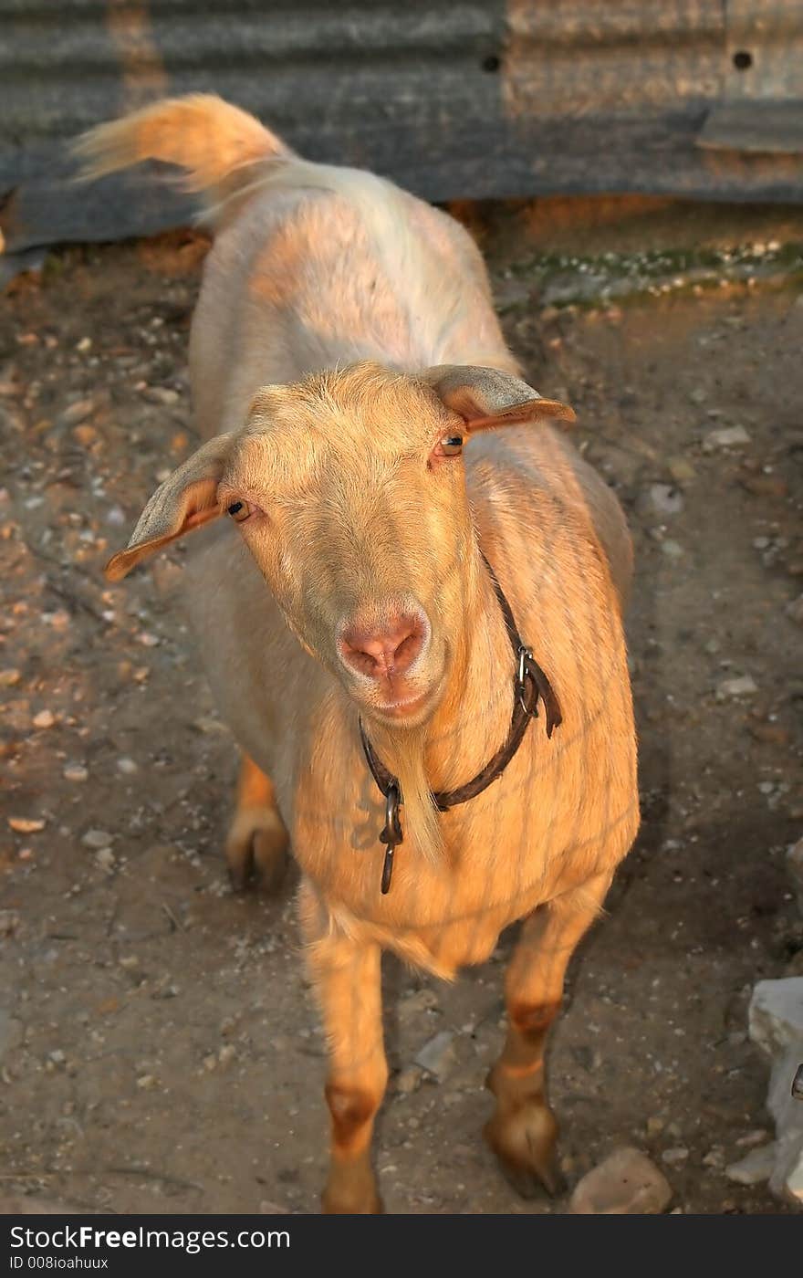 Goat in afternoon